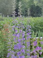 Tall Larkspur